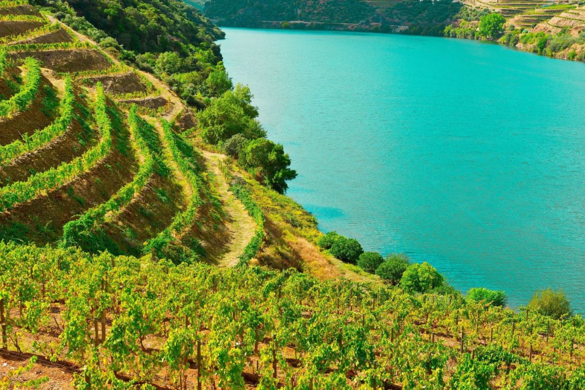 vignoble douro portugal