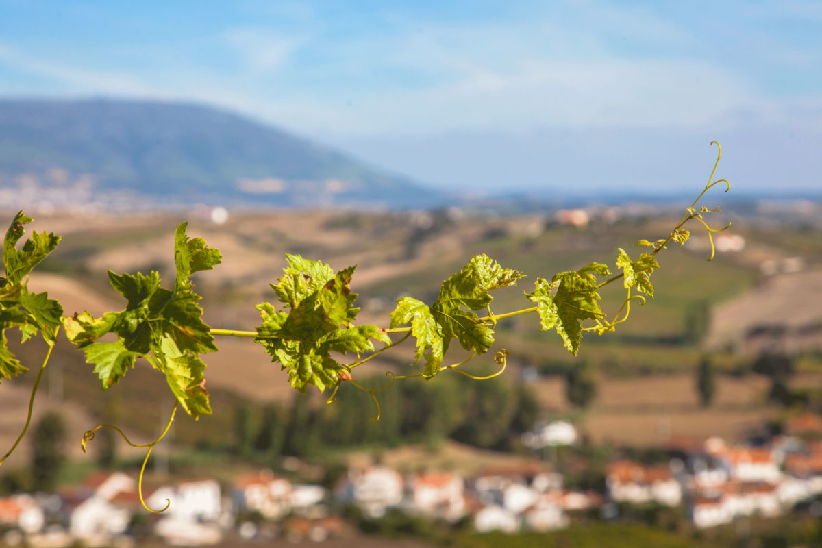 Vins fins du Portugal - Lisbonne Alenquer