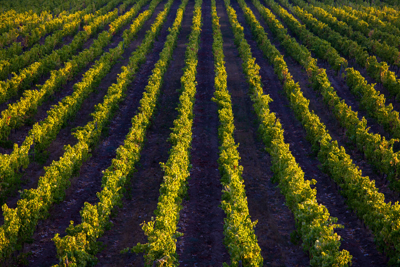 Vignoble Quinta Da Chocapalha